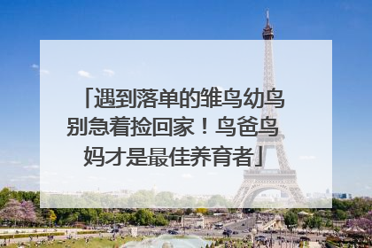 遇到落单的雏鸟幼鸟别急着捡回家！鸟爸鸟妈才是最佳养育者
